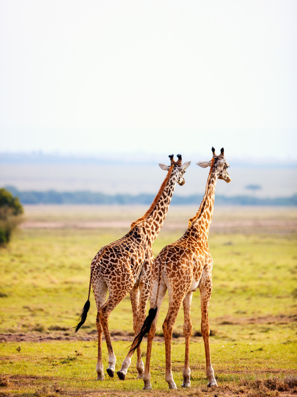 5 Days KENYAN SAFARI